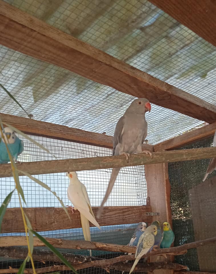 perruches à collier 