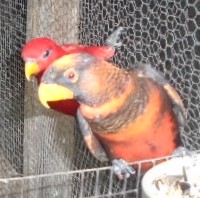 loris fuscata et eos bornea