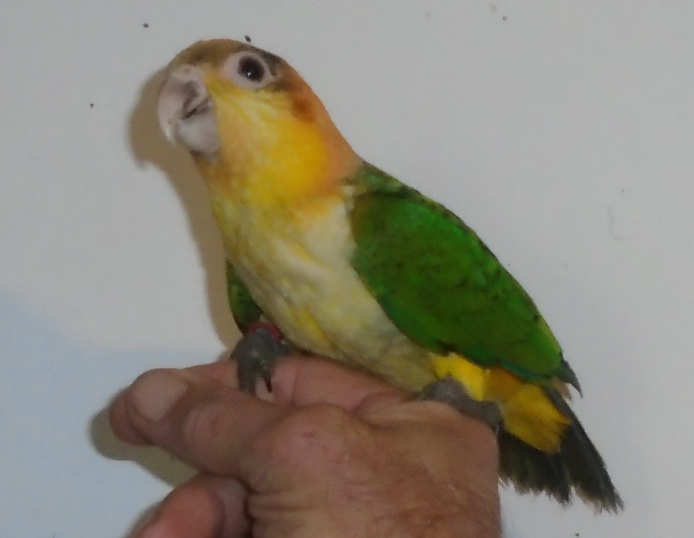 mélanures,  pyrrhuras, caique  tête orange tous  EAM