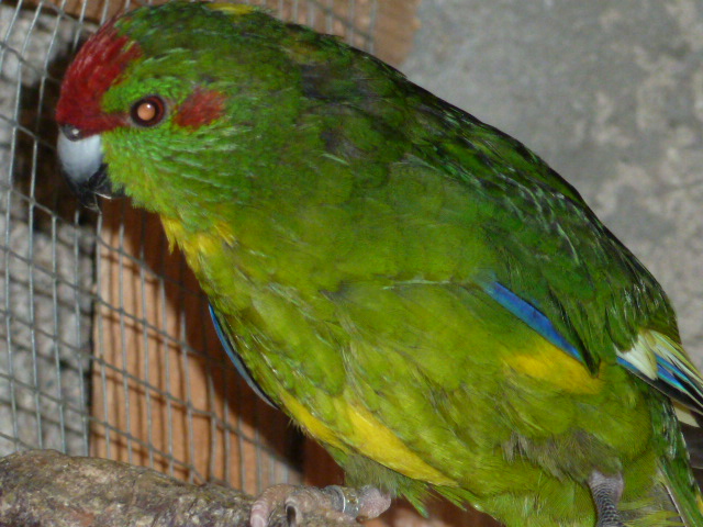 kakarikis