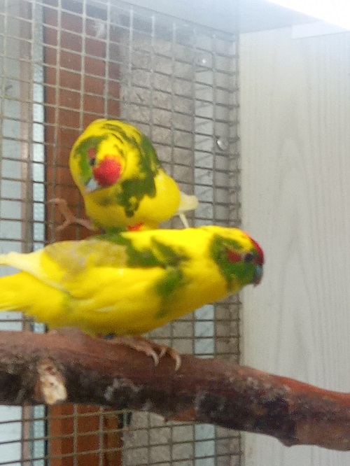 Kakarikis