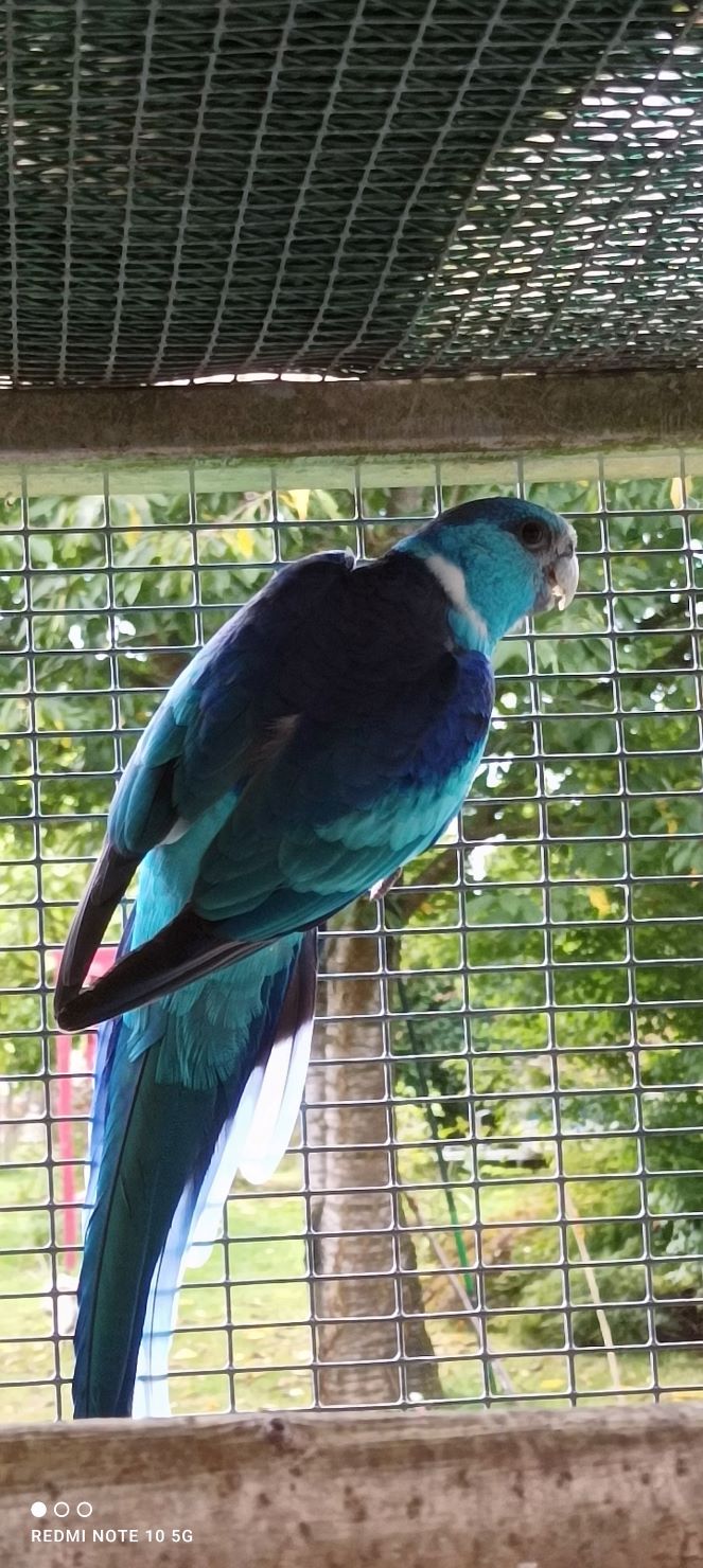 BARNARD BLEU