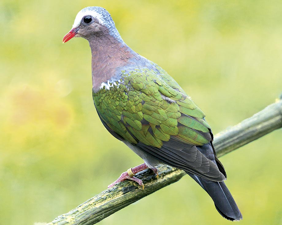 Colombine turvert