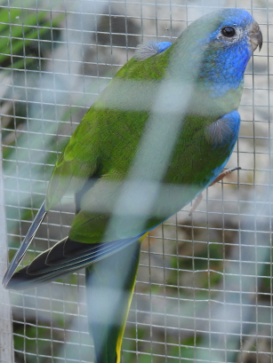 Image agrandie