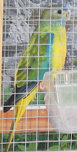 Image agrandie