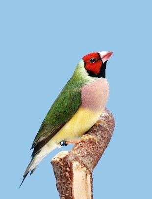 Recherche cardinal de virginie mâle, diamant de kittlitz classique, femelle gould tête rouge classiq