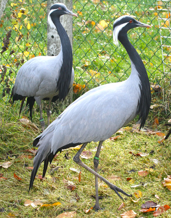 Image agrandie