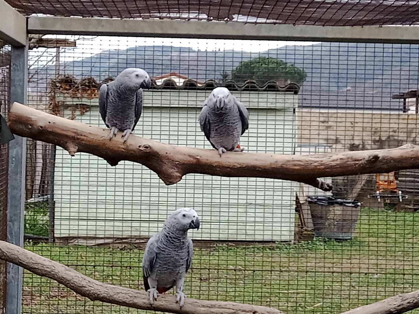 GRIS du GABON