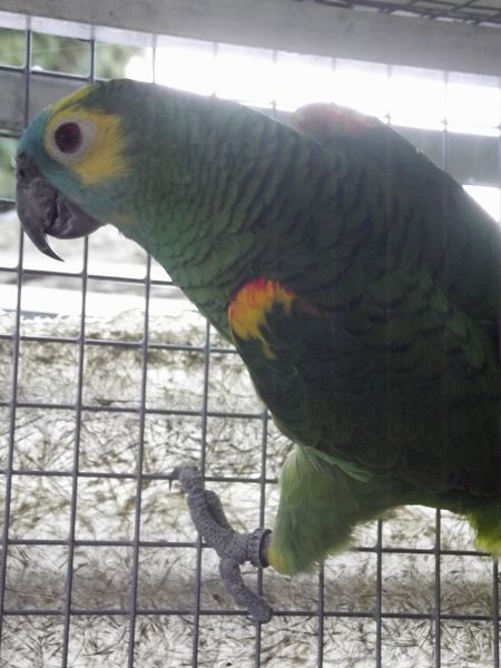 1-0 amazone a front bleu / amazona aestiva xanthopteryx