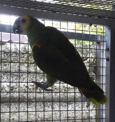 0-1 amazone a front bleu / amazona aestiva xanthopteryx