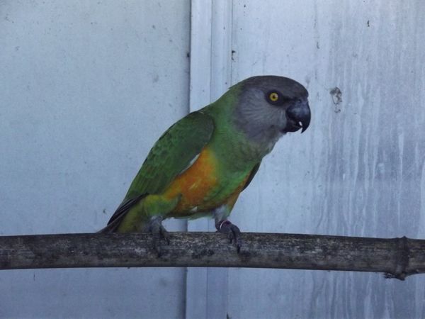 0-1 poicephalus senegalus / youyou du senegal