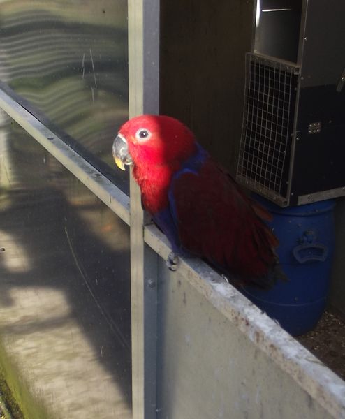 0-1 grand eclectus / eclectus roratus