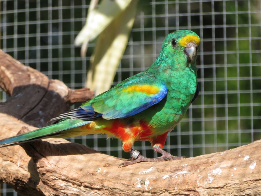 perruche multicolore