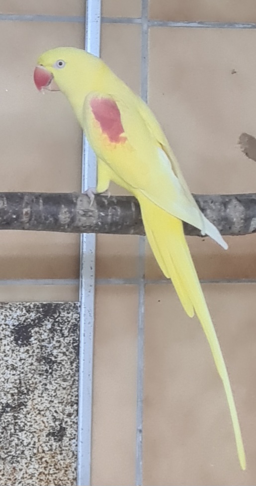 Image agrandie