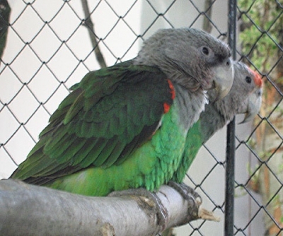 Image agrandie