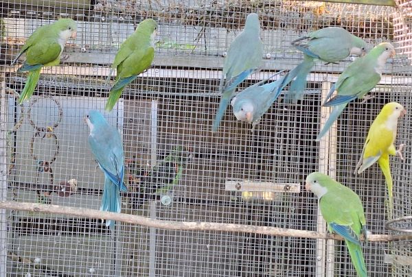 Perruche souris 