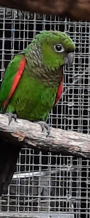 Image agrandie
