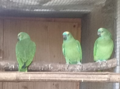 AMAZONE FRONT BLEU