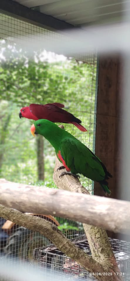 COUPLE ECLECTUS