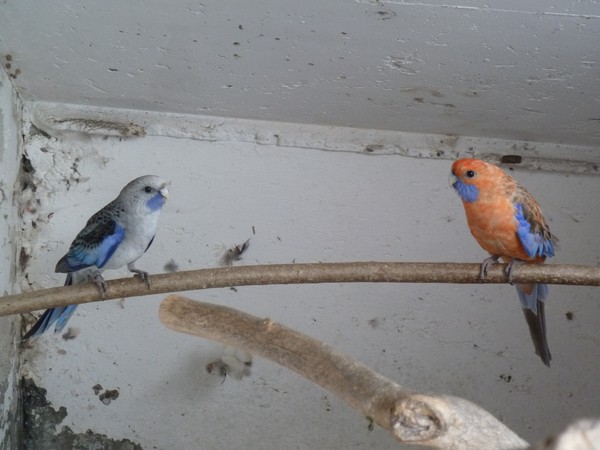 Perruche de Pennant