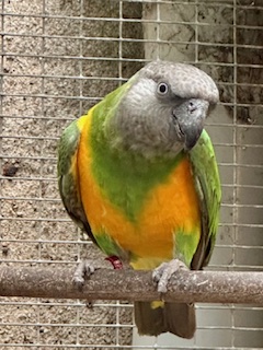 Image agrandie