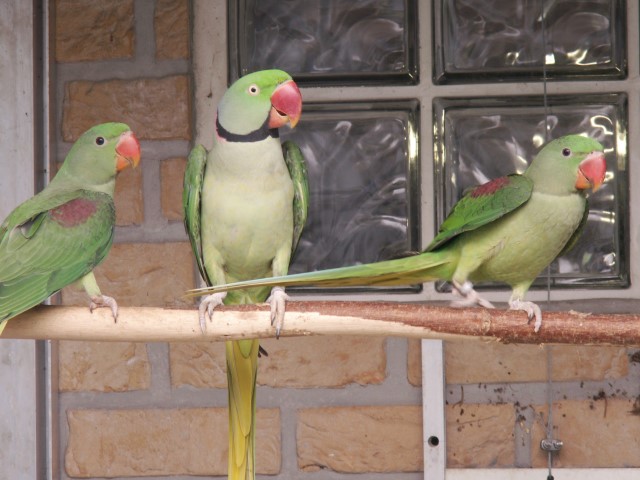 Image agrandie