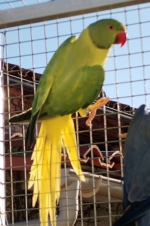 Image agrandie