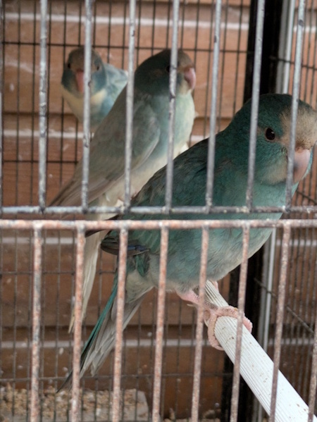 Image agrandie