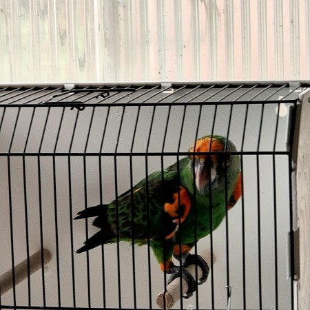 0/1perroquet a calotte rouge, poicephalus gulielmi (jardine)