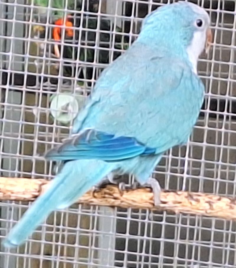 Image agrandie