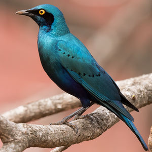 choucador à oreillons bleus
