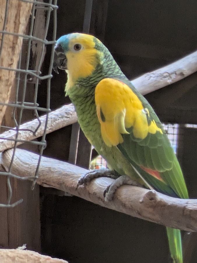 Amazone Aestiva Xanthopteryx)
