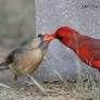 cardinaux rouges de virginie