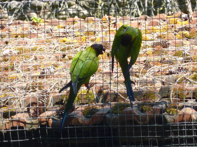 CONURE NANDAY 