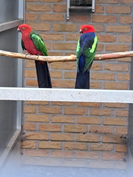 MALE ROYALE AILES VERTES