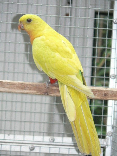 Image agrandie