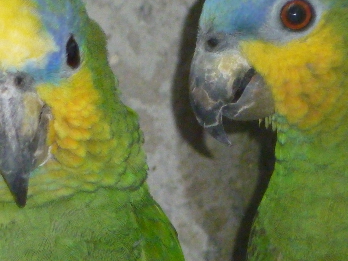Image agrandie