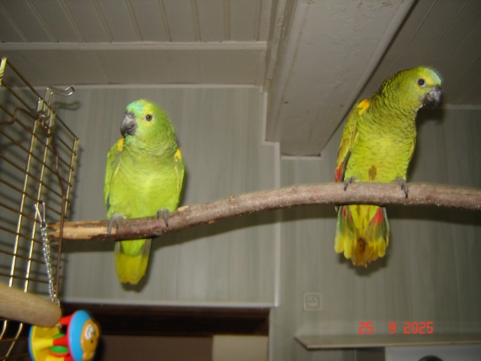 Image agrandie