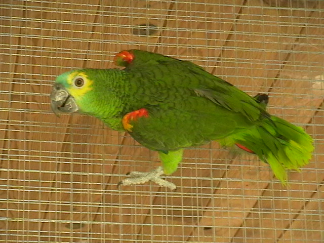 Image agrandie