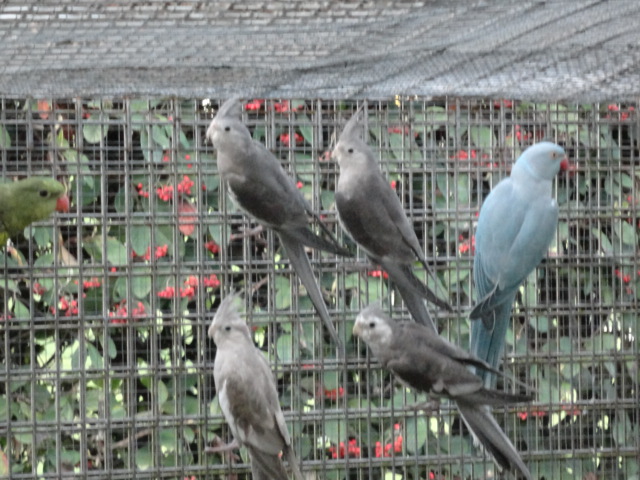 Perruches calopsitte