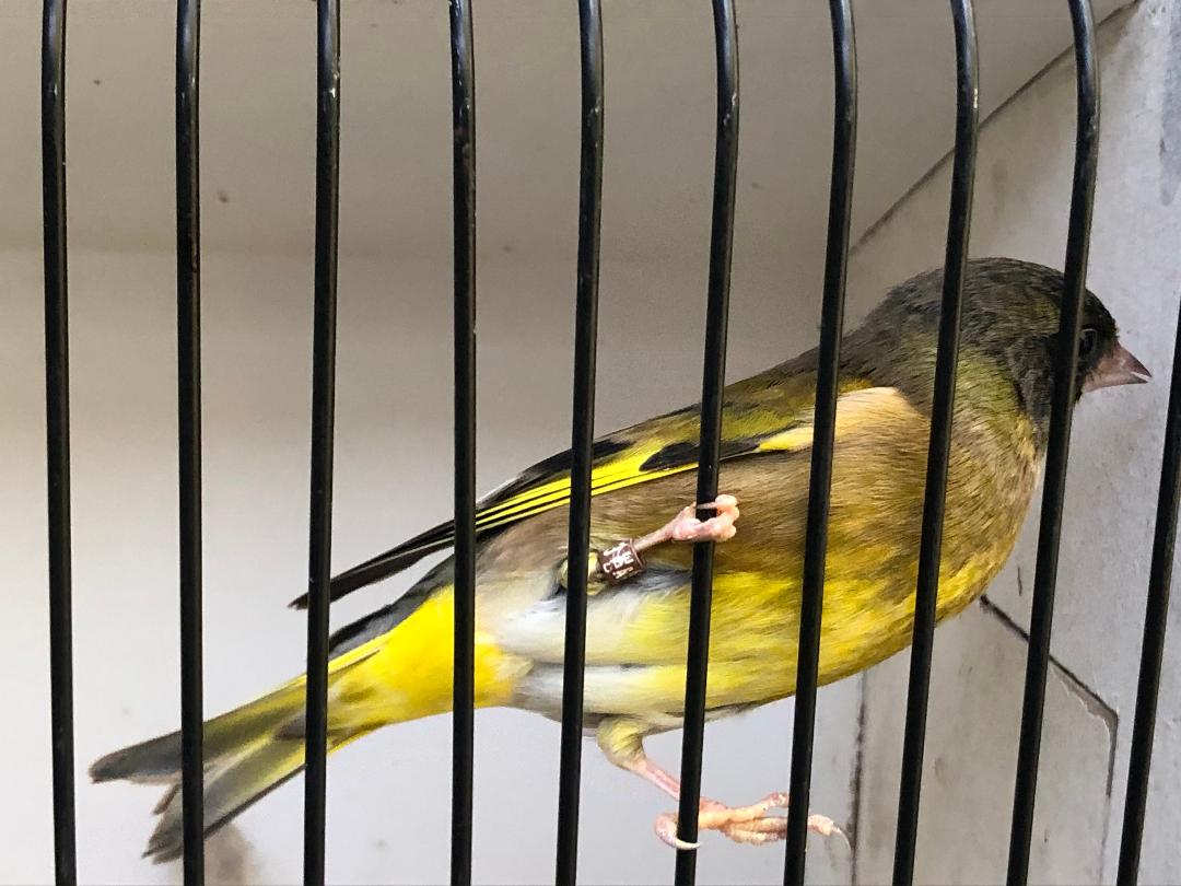 Verdiers d&#039;Oustalet (Verdier tête noire)