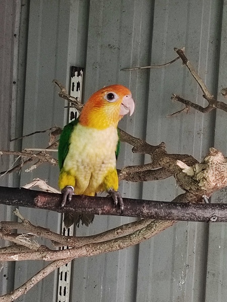 caïque à ventre blanc