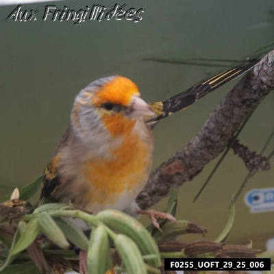 Hybride chardonneret x canari, Classique Orange,  