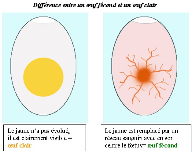 diffrence fcondation