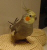 Avatar du membre