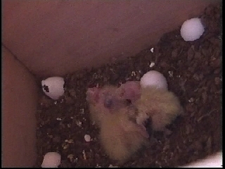 Les 3 bÃ©bÃ© callos.jpg