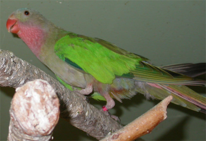 Princesse M 01.jpg
