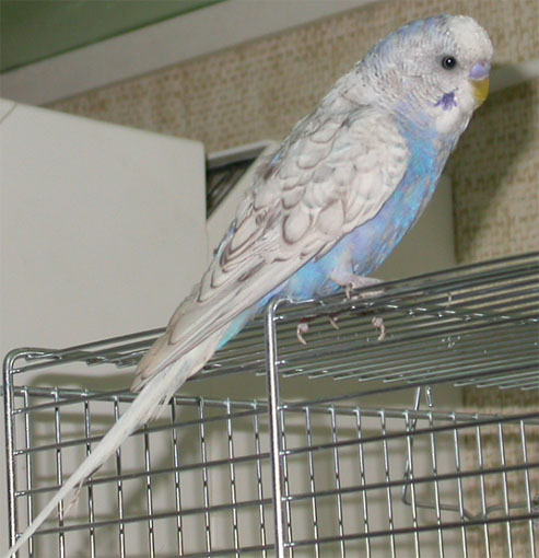 Ulysse 02.jpg