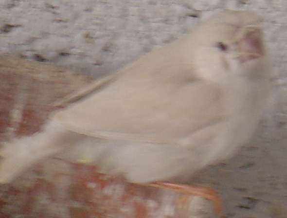 bb blc masquÃ© huP 21 09.jpg