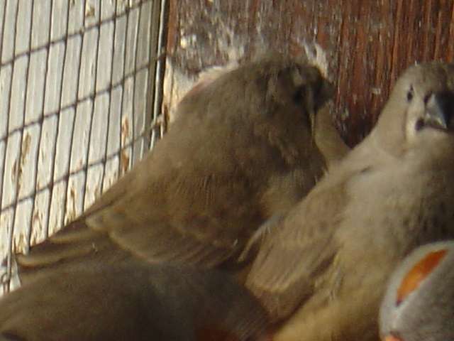 bb mand huP 21 09 .jpg